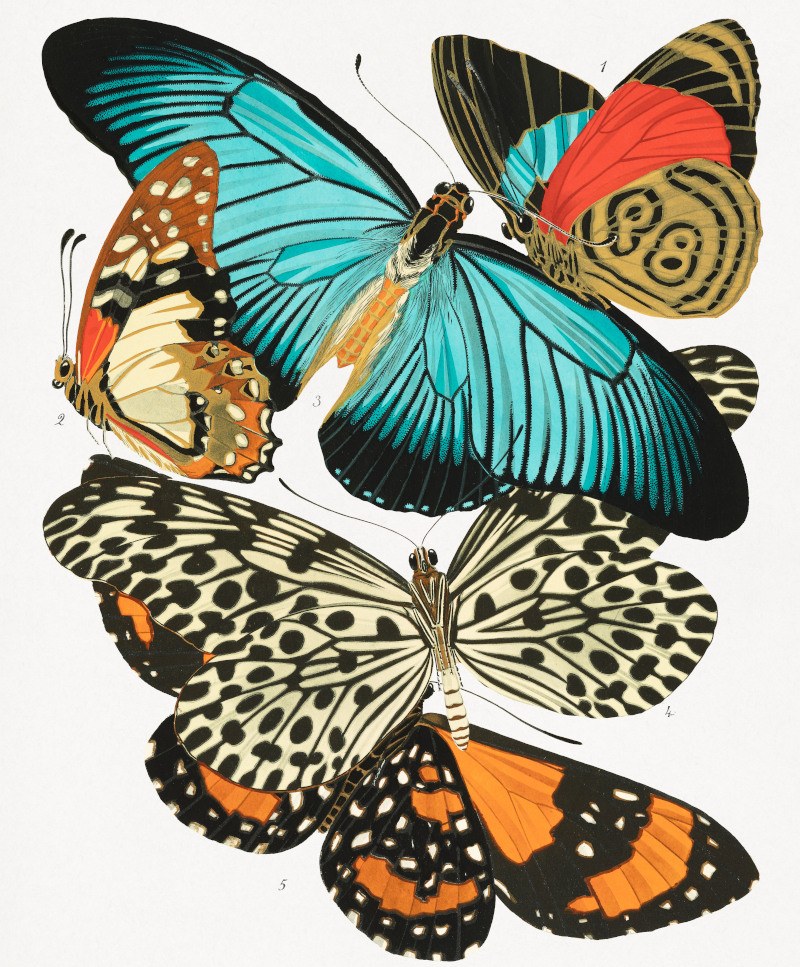 EA Seguy Vintage Butterflies